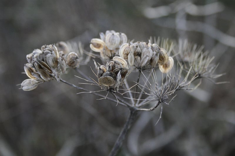 Seed Swapping