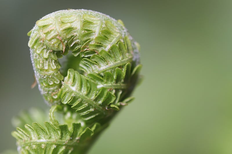 Summer Harvesting Tips