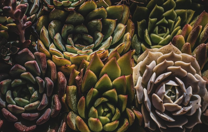 Succulent Frame Display